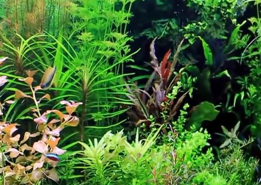 aquariumpflanzen