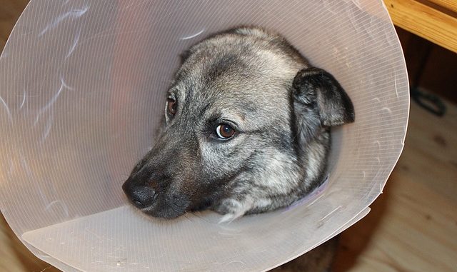 kranker-hund